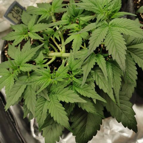 Sky growlog timeline photo