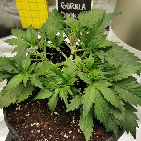 GO growlog timeline photo