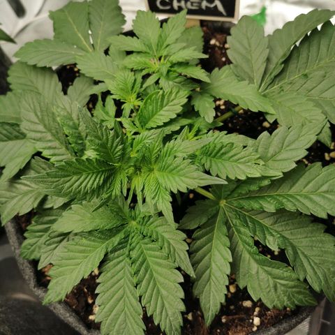 Chem growlog timeline photo