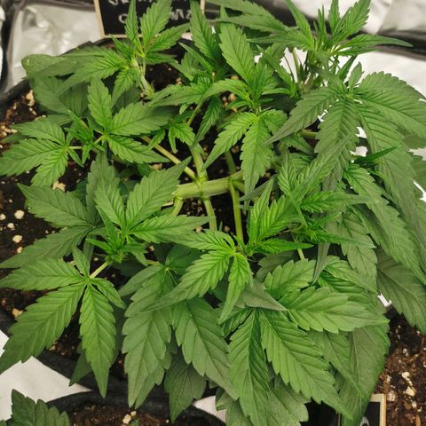 Sky growlog timeline photo