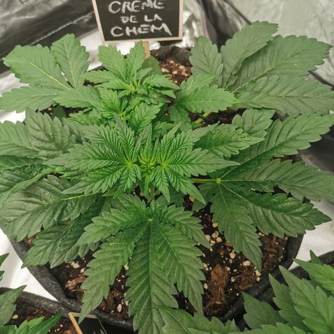 Chem growlog timeline photo