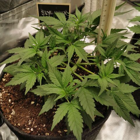 Sky growlog timeline photo