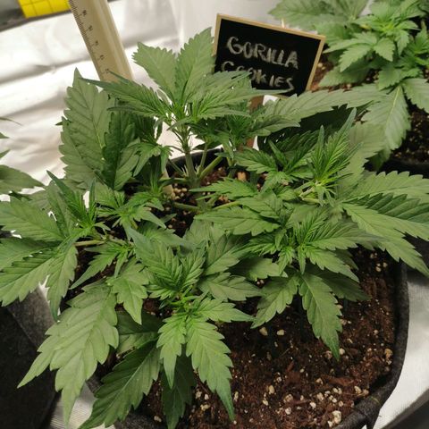 GO growlog timeline photo