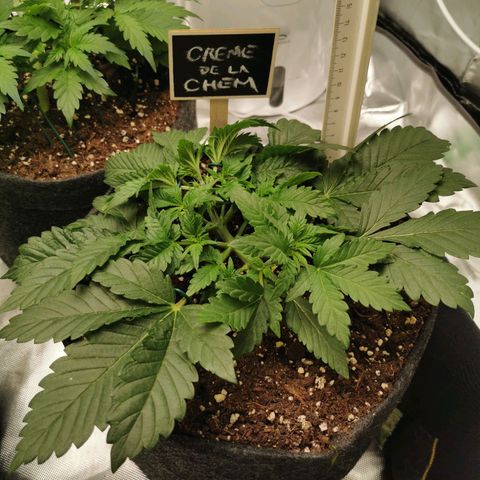 Chem growlog timeline photo