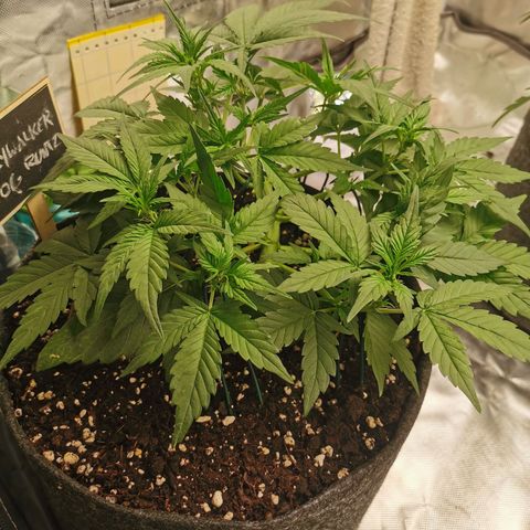 Sky growlog timeline photo