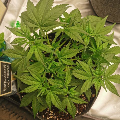 Sky growlog timeline photo