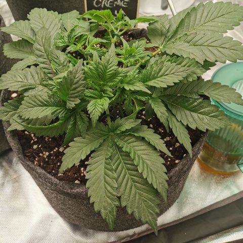 Chem growlog timeline photo