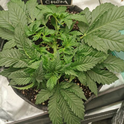 Chem growlog timeline photo