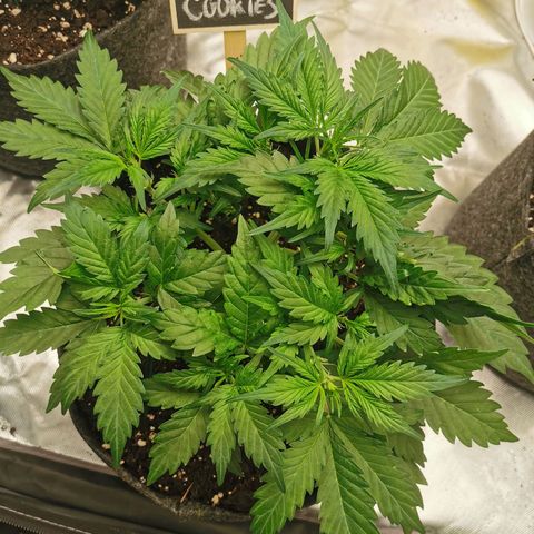 GO growlog timeline photo