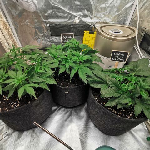 GO growlog timeline photo