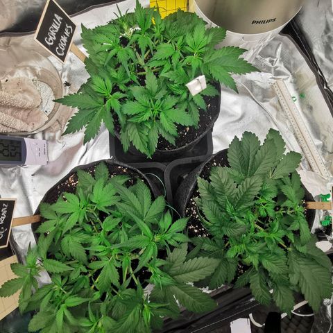 GO growlog timeline photo