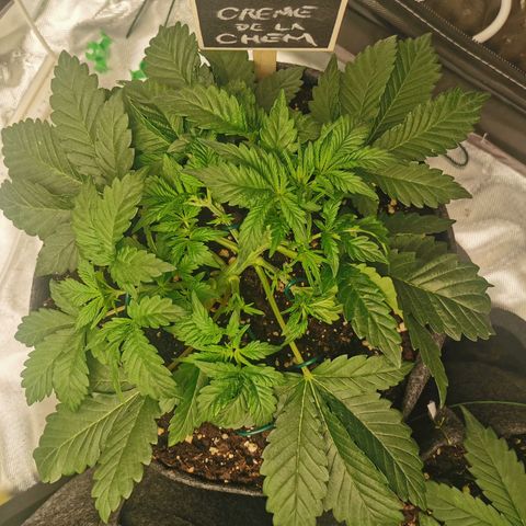 Chem growlog timeline photo