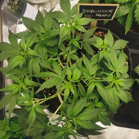 Sky growlog timeline photo