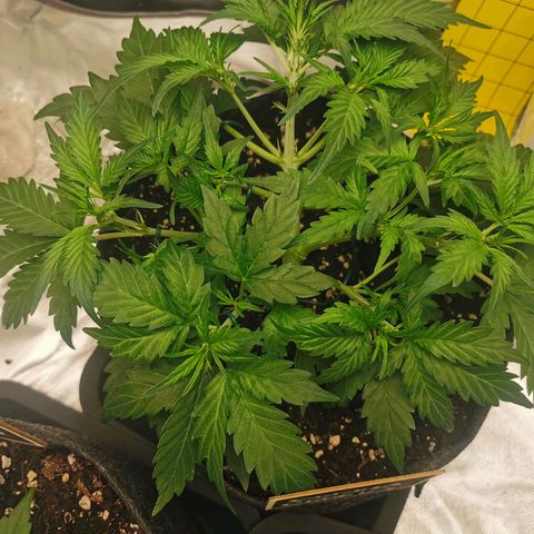 GO growlog timeline photo