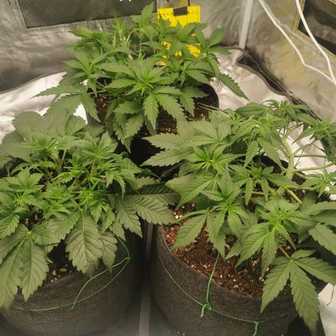 GO growlog timeline photo