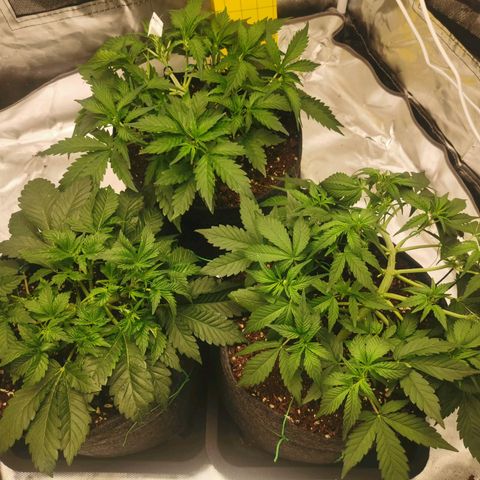 GO growlog timeline photo