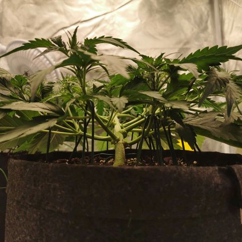 GO growlog timeline photo