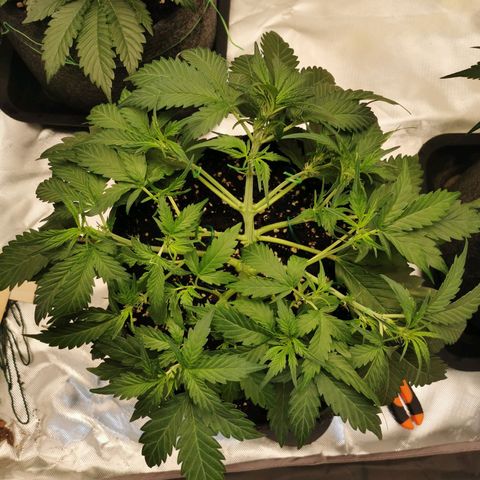 GO growlog timeline photo