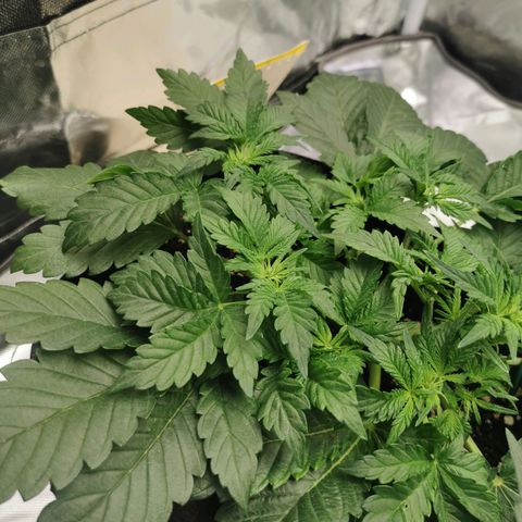 Chem growlog timeline photo