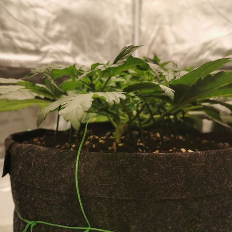Chem growlog timeline photo
