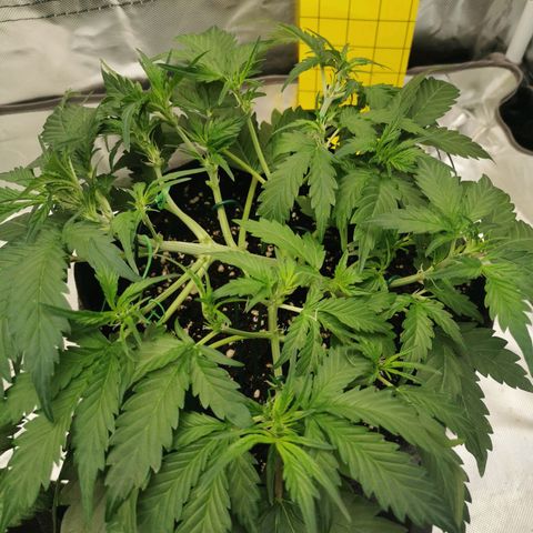 Sky growlog timeline photo