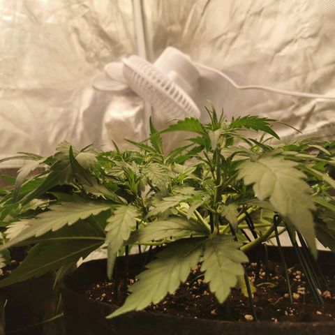 Sky growlog timeline photo