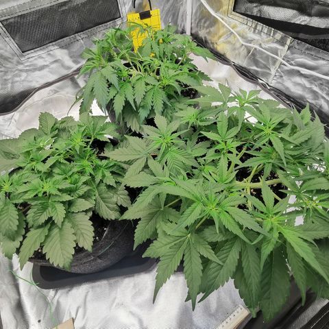 GO growlog timeline photo