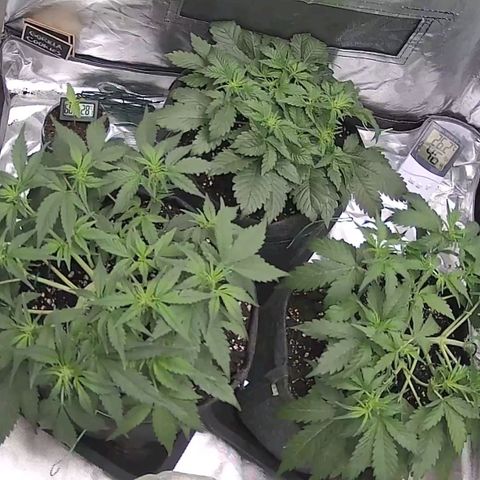 GO growlog timeline photo