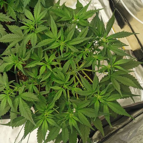 Sky growlog timeline photo