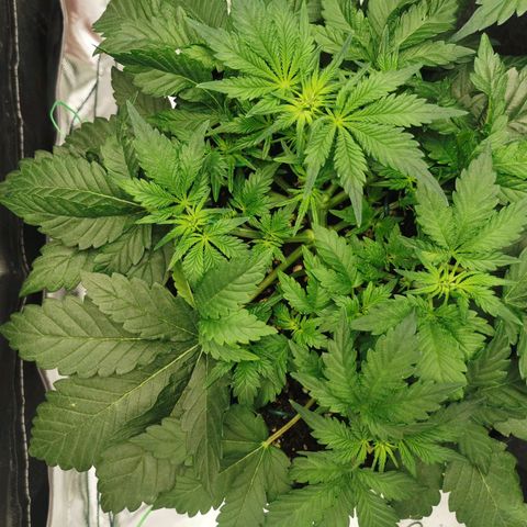 Chem growlog timeline photo