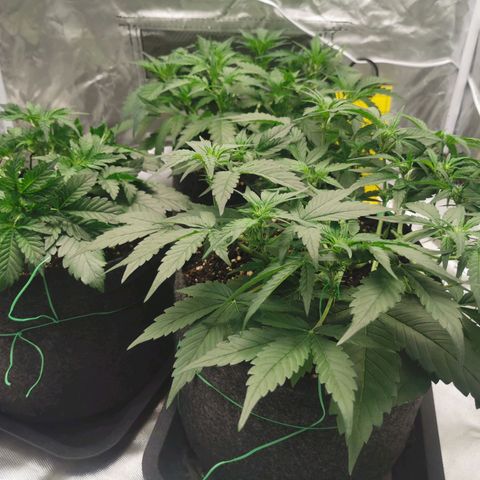 GO growlog timeline photo