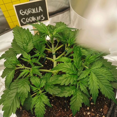 GO growlog timeline photo
