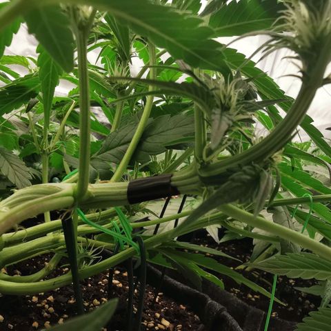 Sky growlog timeline photo