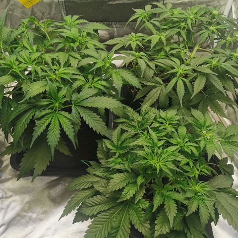 GO growlog timeline photo