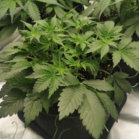 Chem growlog timeline photo