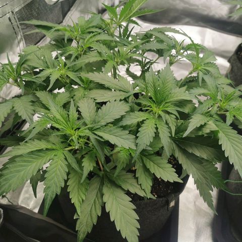GO growlog timeline photo