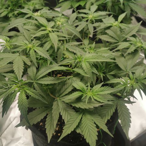 Sky growlog timeline photo