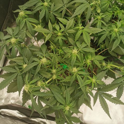 Sky growlog timeline photo