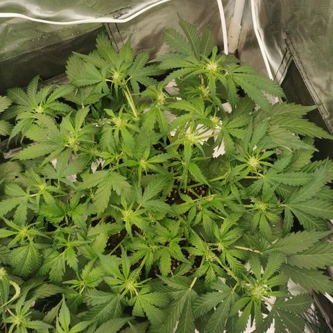 GO growlog timeline photo