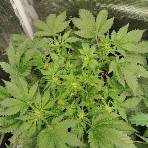 Chem growlog timeline photo
