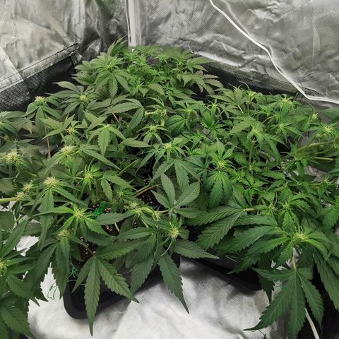 GO growlog timeline photo