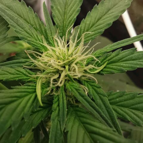 Sky growlog timeline photo