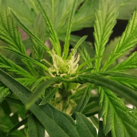 GO growlog timeline photo