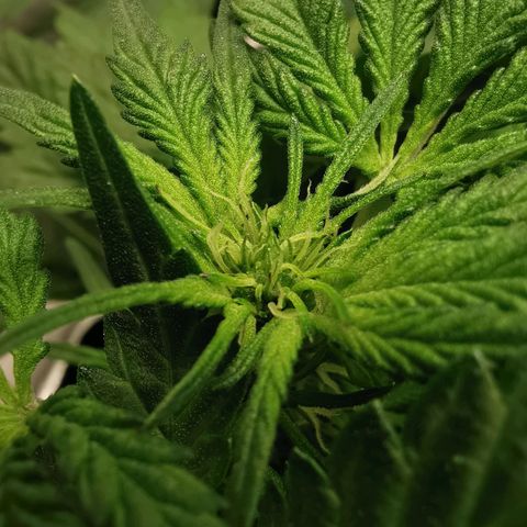 Chem growlog timeline photo