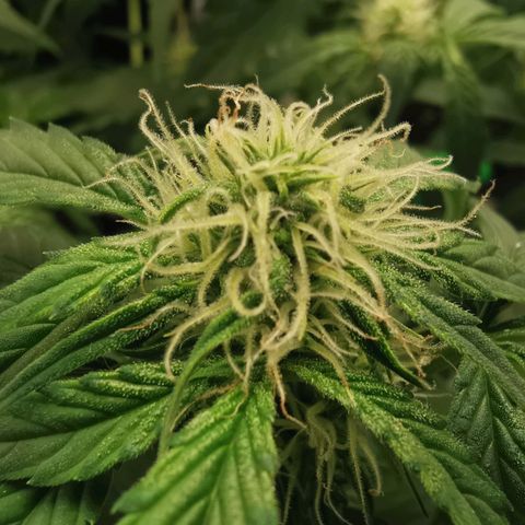 Sky growlog timeline photo