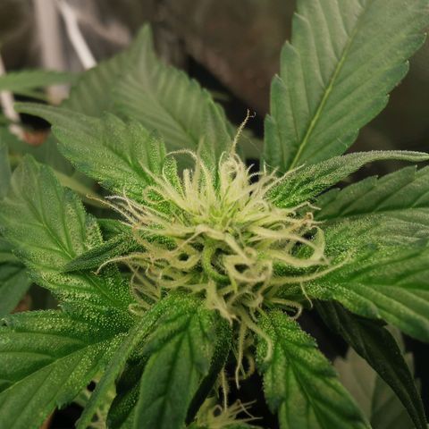 Sky growlog timeline photo