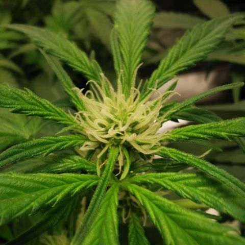 GO growlog timeline photo