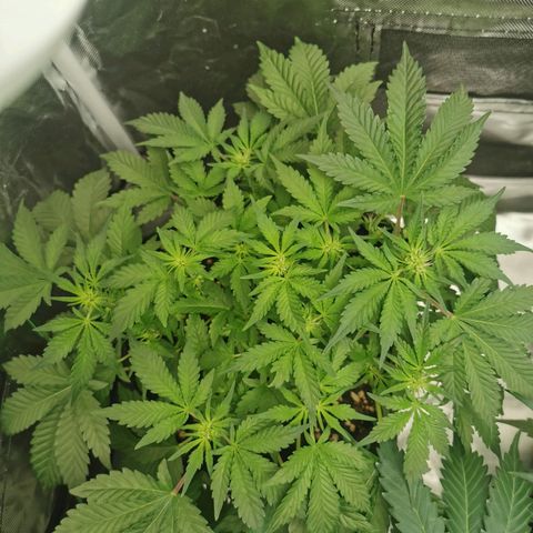 Chem growlog timeline photo