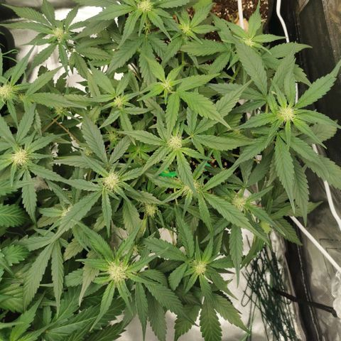 Sky growlog timeline photo