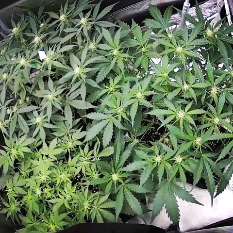 GO growlog timeline photo